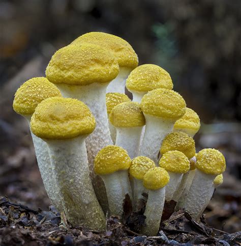 Autumn Mushrooms A Cluster Of Yellow Capped Mushrooms Phot Flickr