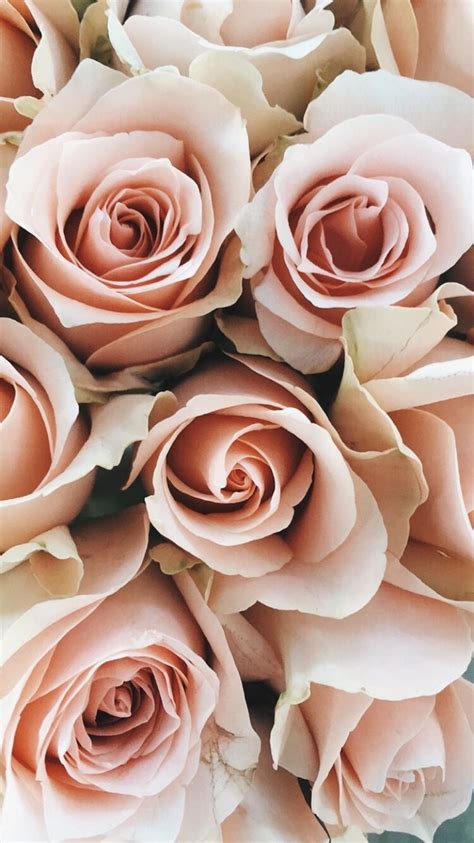 Pretty Pink Roses At The Farmers Market Flower Market Spring Pastel Pink Roses Perfect F
