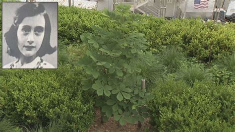 Sapling Of Anne Frank Tree Planted In Lower Manhattan Nbc New York