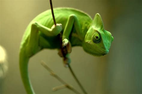 green chameleon benetton greenboard pinterest