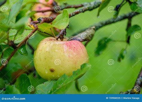 Green Apples In Autumn Garden Stock Image Image Of Grass Ground