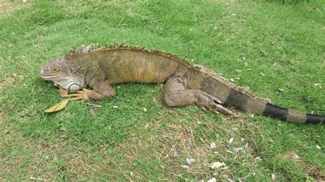 Un Parque Con Iguanas Viaje A Ecuador 3ª Parte Ecovivencias
