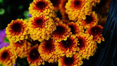 Yellow And Black Petaled Flowers Hd Wallpaper Wallpaper Flare