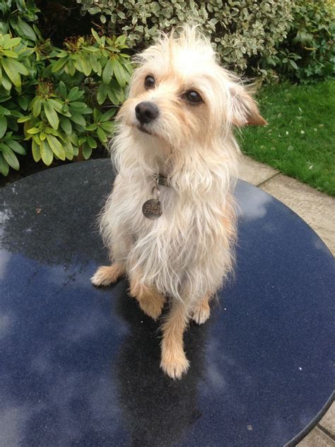 Looking for the perfect chihuahua mix? Chihuahua X Poodle | Exeter, Devon | Pets4Homes