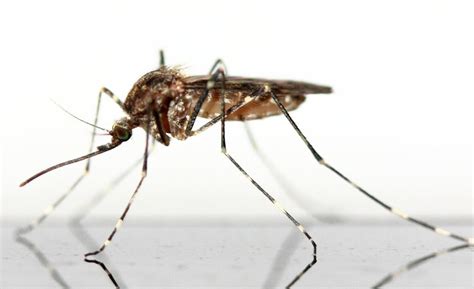 Michigan County Health Department On Lookout For Mosquito Borne