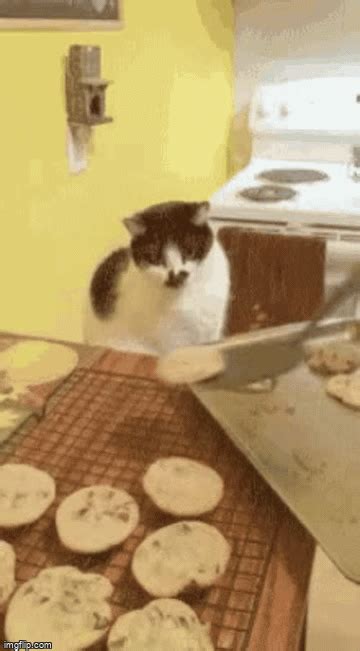 Dont Touch Those Chocolate Chip Cookies Cat Imgflip