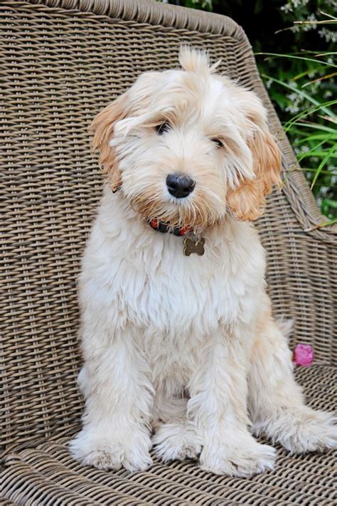 We are an australian labradoodle breeder, breeding only the finest australian labradoodle puppies. Our medium Australian Labradoodle puppy "Bella" at 3-1/2 ...
