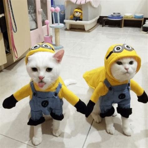 Cats In Ridiculously Adorable Costumes Funny Pets Vlrengbr