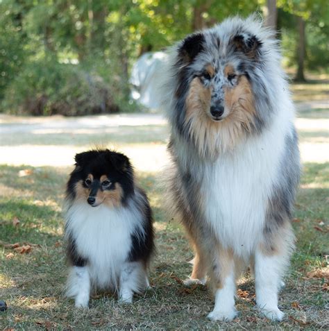 Rough Collie Vs Shetland Sheepdog Sheltie