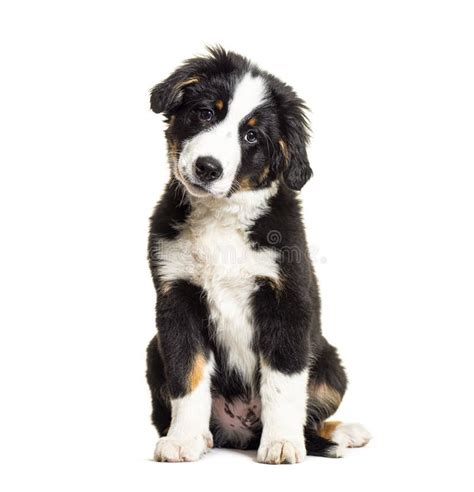 Puppy Bordernese Dog Mixedbreed Border Collie And Bernese Mountain Dog