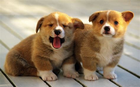 Pembroke Welsh Corgis Info Facts Temperament Puppies Pictures