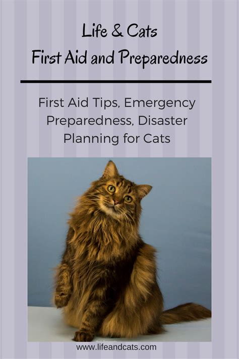 First Aid Tips Emergency Preparedness Disaster Planning For Cats Cpr