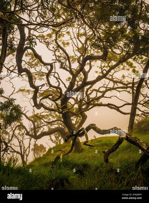 A Twisted Koa Tree In The High Mountain Misty Forests Of Kauai Hawaii