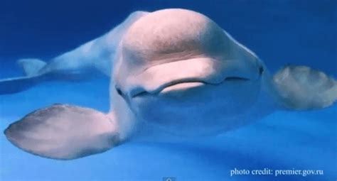 Male Beluga Whale Mimics Human Sounds Video The World From Prx
