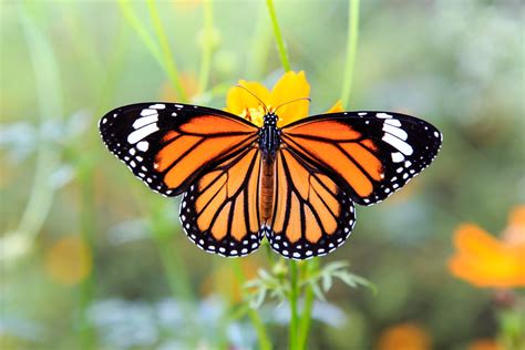 Young monarch butterflies are stressed by human handling • Earth.com