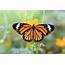 Young Monarch Butterflies Are Stressed By Human Handling • Earthcom