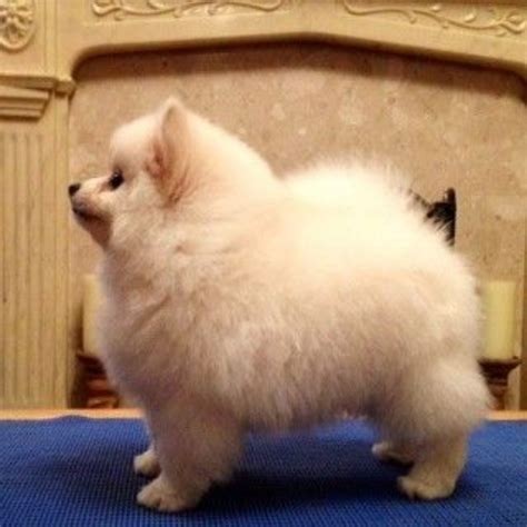 German Spitz Klein Dog Breed Information Images Characteristics Health