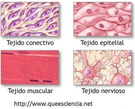 TIPOS DE TEJIDOS Epitelial Conectivo Muscular Y Nervioso Con