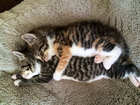 2 Cuddly Kittens Aww