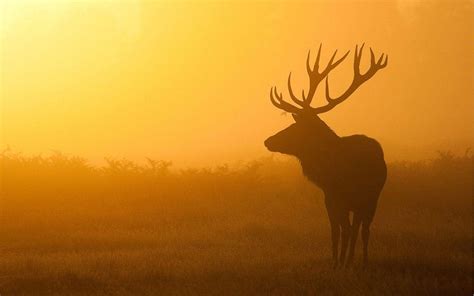 Stag Wallpapers Wallpaper Cave