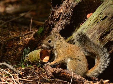 Endangered Red Squirrel Population Down To 35 After Mount Graham Fire