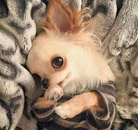 Meet 14 Of The Cutest Chihuahuas In The World Page 2 Of 3 Petpress