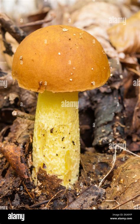 Boletus Subglabripes Hi Res Stock Photography And Images Alamy
