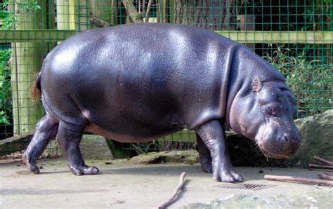 Hipopótamo Pigmeo