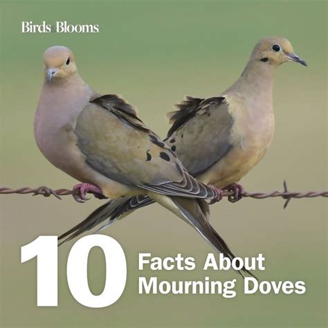 10 Fascinating Facts About Mourning Doves Backyard Birds Watching