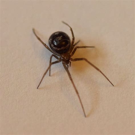 How Dangerous Are False Widow Spiders False Widow Spider Bite Leaves Barry Woman In Hospital