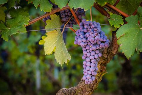 Its Official New Grape Varieties Approved For The Bordeaux Aoc Wine