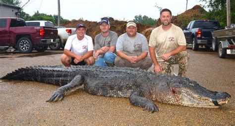 Record Breaking Gator Caught In Mississippi Wide Open Spaces