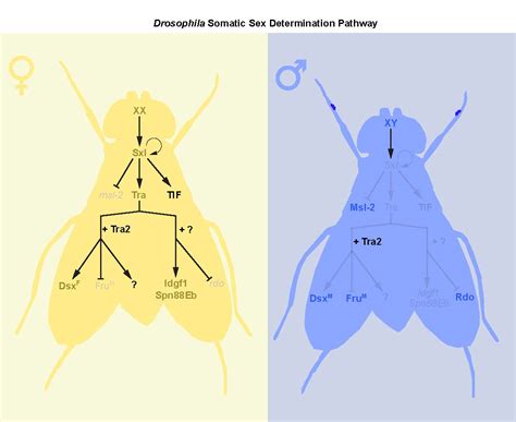 New Insights Into Sex Differences In Drosophila Development And Physiology The Node