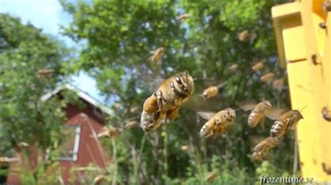 Honey Bees In Slow Motion Around Hive And On Flowers 3 Minute