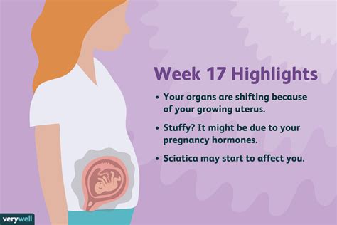 17 Weeks Pregnant Symptoms Baby Development And More