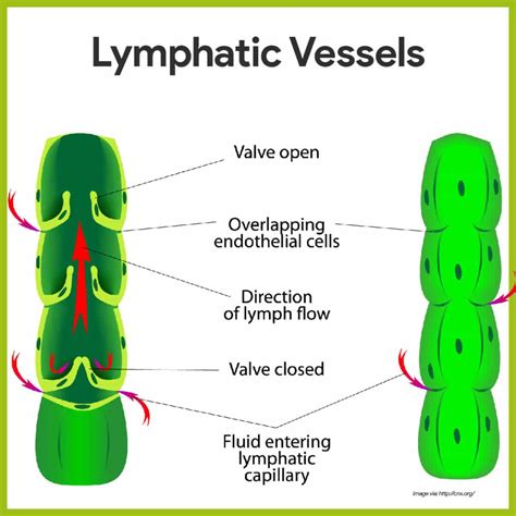 Lymphatic System Anatomy And Physiology Nurseslabs