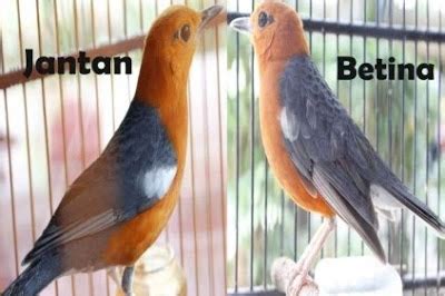 Perbedaan merak jantan dan betina, merak hijau betina, burung merak indonesia, makanan burung merak, gambar merak. Ciri Akurat Burung Anis Merah Jantan Dan Betina Dewasa