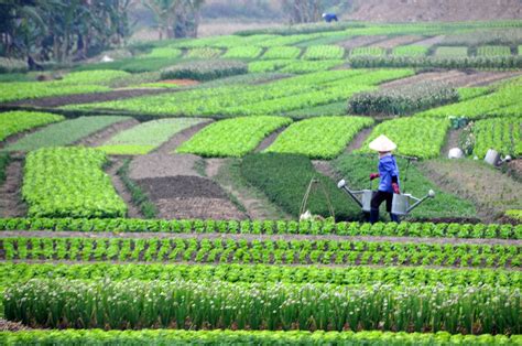 Farmers In Vietnam Indonesia And Myanmar Adopt Digital Technologies