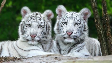 71 White Tiger Cubs Wallpaper