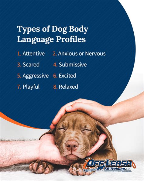 Guide To Understanding A Dogs Body Language