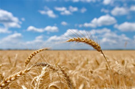 Wheat Field With Cloudy Blue Sky Wheat Field With Cloudy Blue Sky