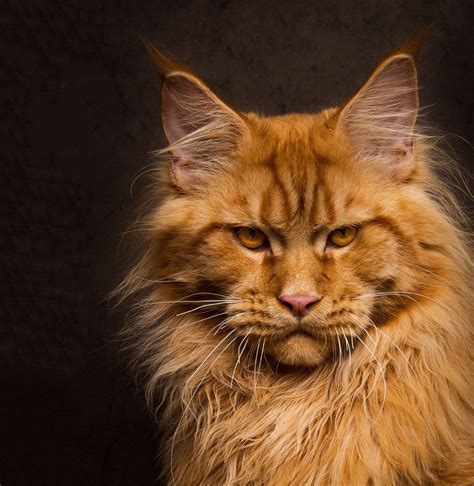 the largest maine coon 25 photos the largest cat in the world a record of an adult domestic