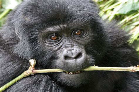 Luxury Gorilla Tracking Safaris In Africa — See The Silverback Gorilla