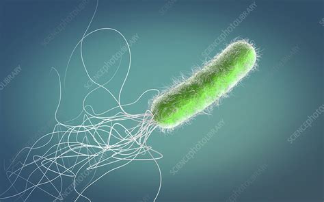 Pseudomonas Aeruginosa Bacterium Illustration Stock Image F027