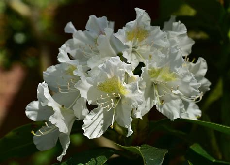 Chionoides Rhododendron Shrub 1 Gal Bell Shaped Snow White Blossoms
