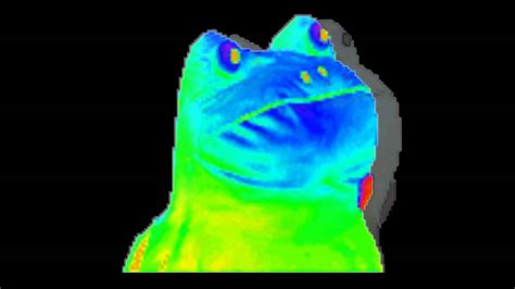 Rainbow Frog Meme  Davidbabtistechirot