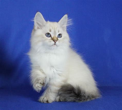 They are active and even. WinterBlue Cattery - Siberian kittens for sale in CT, NY ...