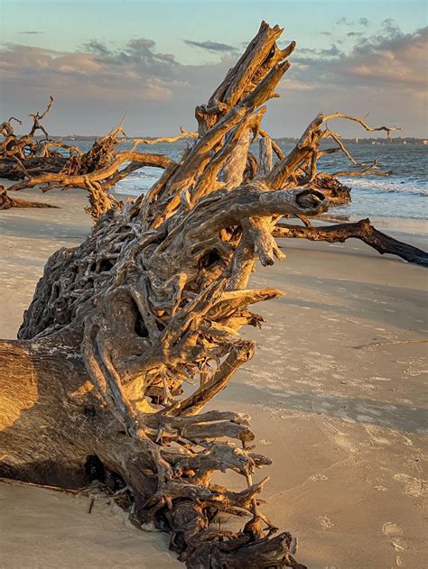 Driftwood Beach Jekyll Island All You Need To Know 2023