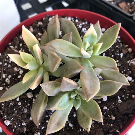 Graptopetalum Paraguayense Subsp Paraguayense Variegata Ghost Plant