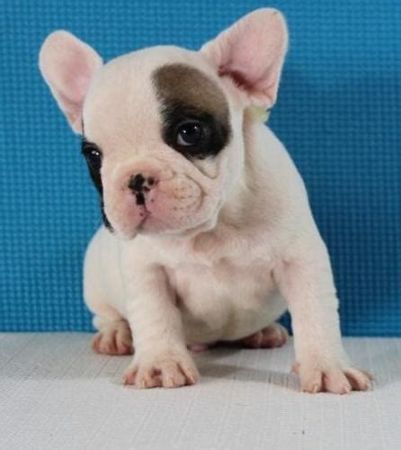 Please read our french bulldog breed buying advice page first, or try our useful dog breed selector to find the perfect dog breed. French Bulldog Puppy for Sale - Adoption, Rescue for Sale ...